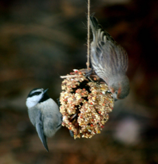 Bird Feeder