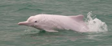 Basic Facts About Dolphins