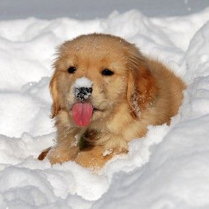 the snowfall