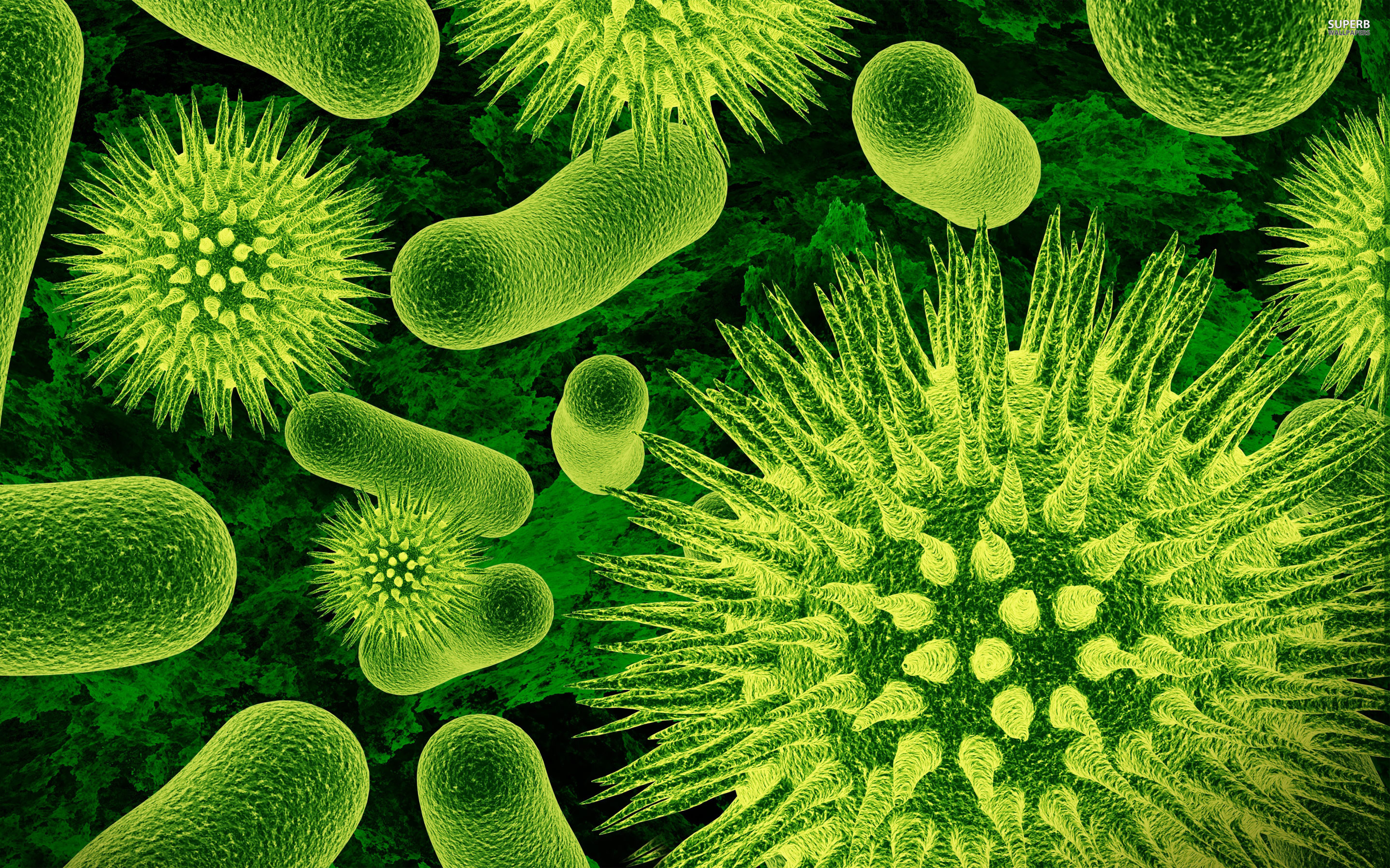 Introduction to Bacteria
