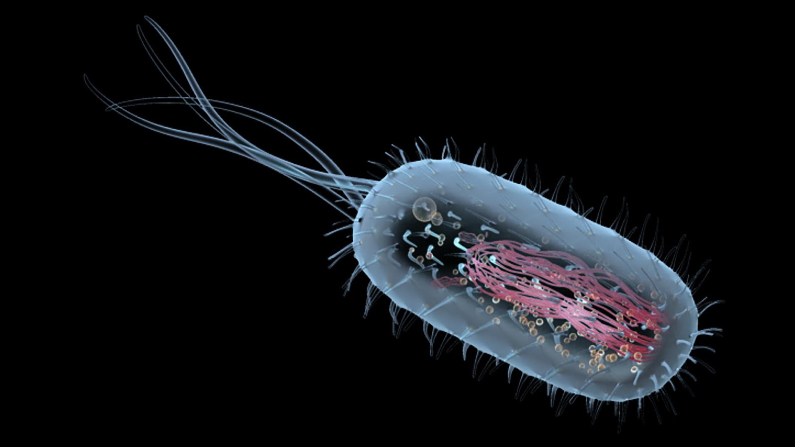 Introduction to Cells