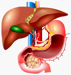 The Liver