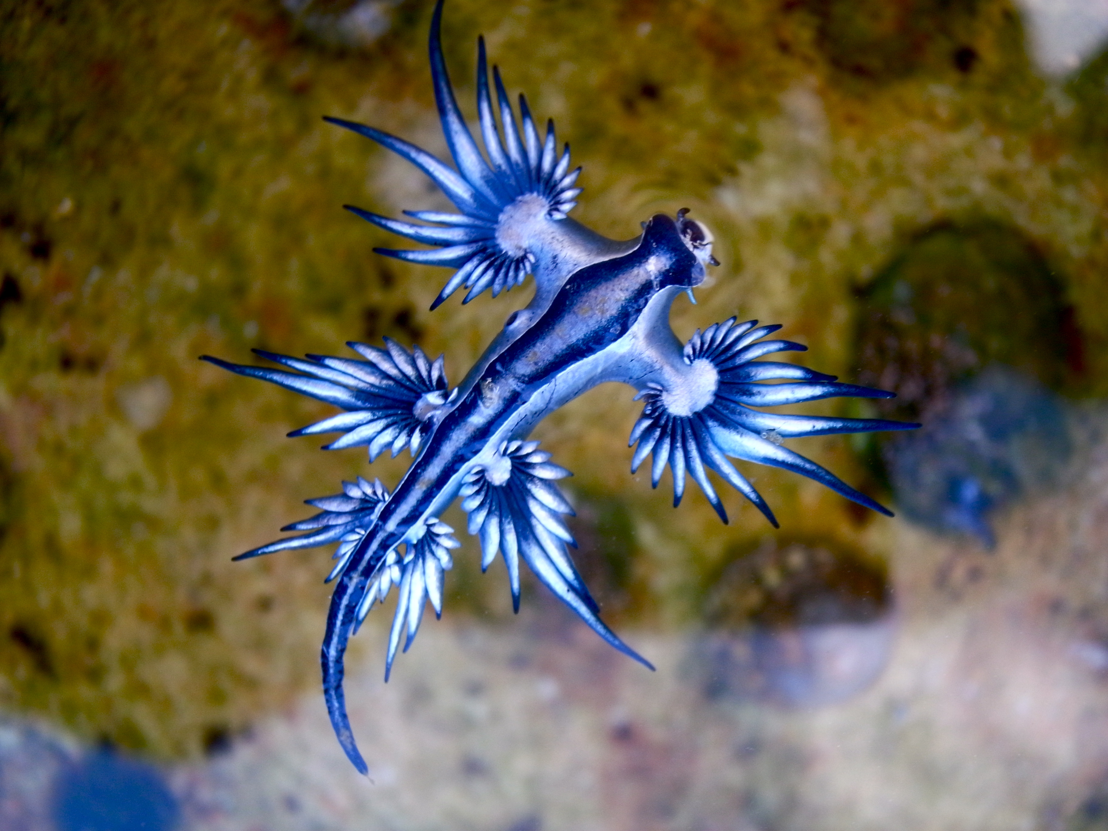 Sea Slugs