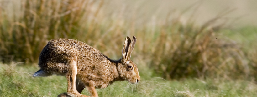 Morality and Storytelling in 'The Lammas Hireling' and 'Giuseppe'