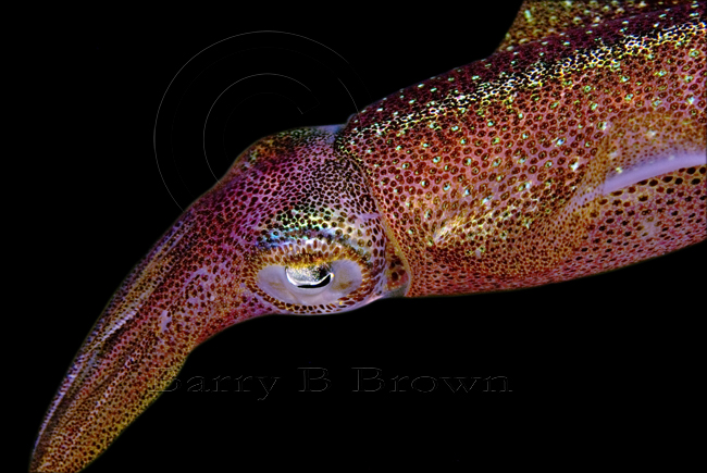 Colours and Patterns in Squids 