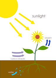 Photosynthesis Part 2