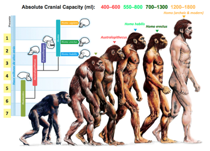 The origins of humankind!