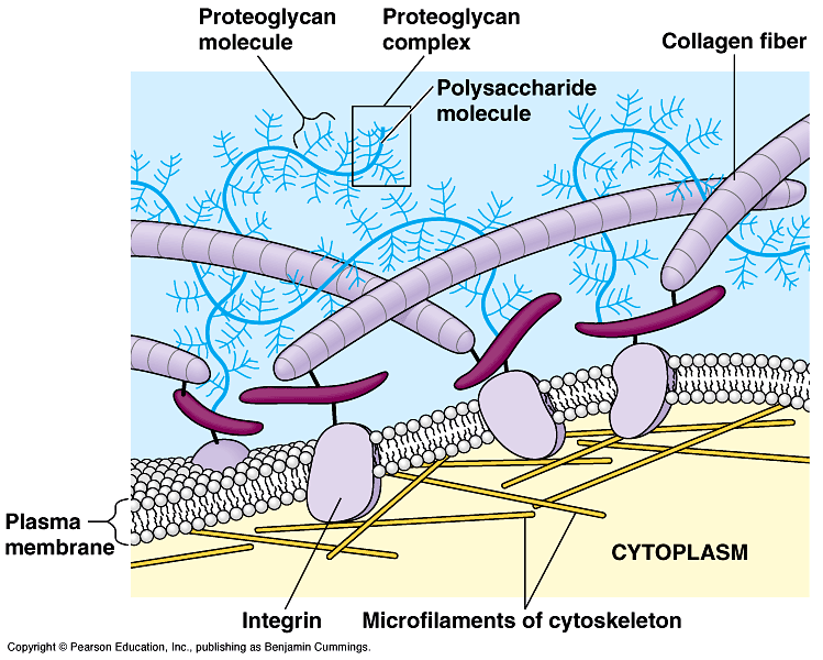 Extracellular Components 