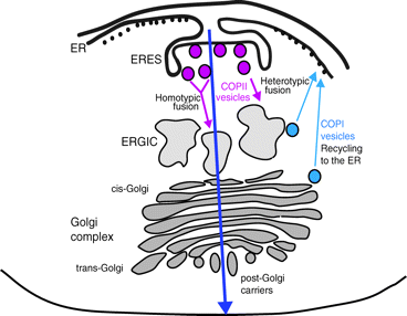 The Secretory Pathway