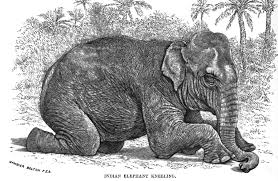 Elephants