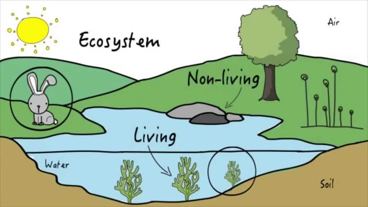 Ecosystem services