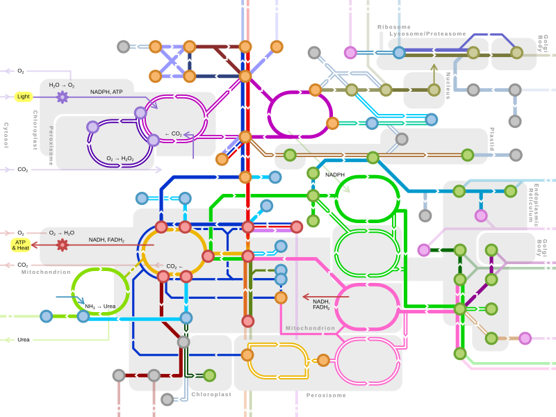 Glycolysis and Metabolism
