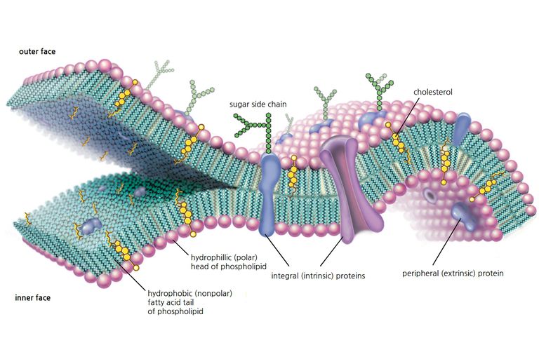 Diseases of the Plasma Membrane