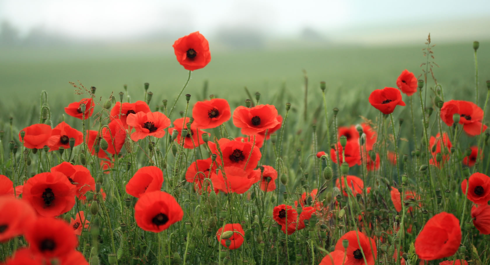 The Poppy