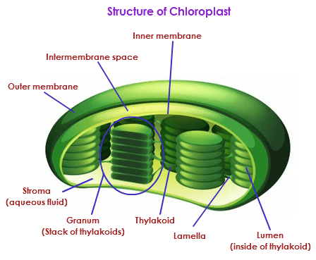 Photosynthesis Part 1